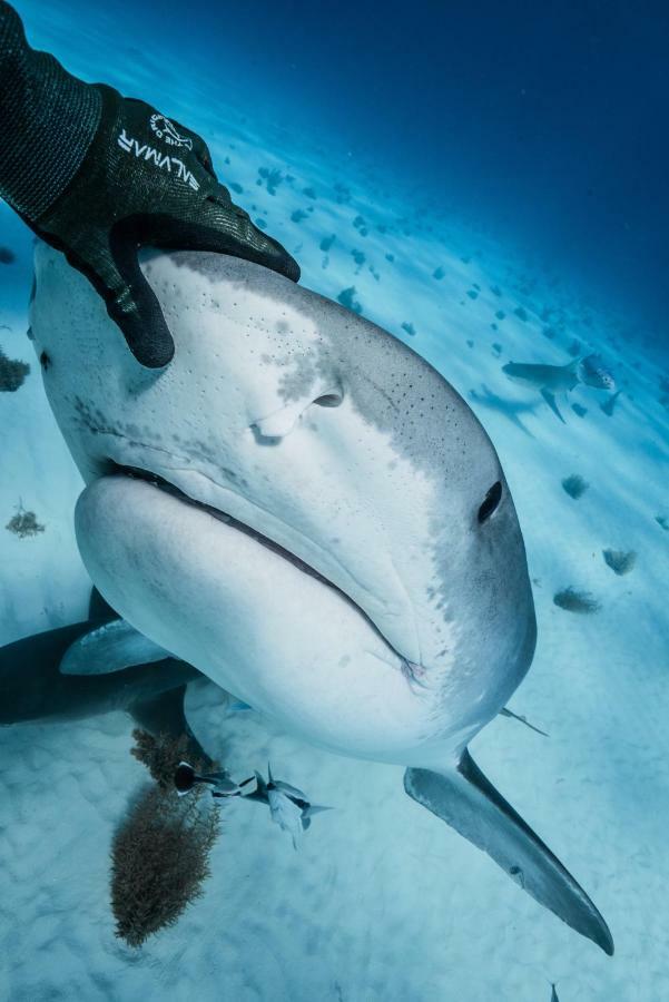 Vila Dolphin Cove (Adults Only) Freeport Exteriér fotografie
